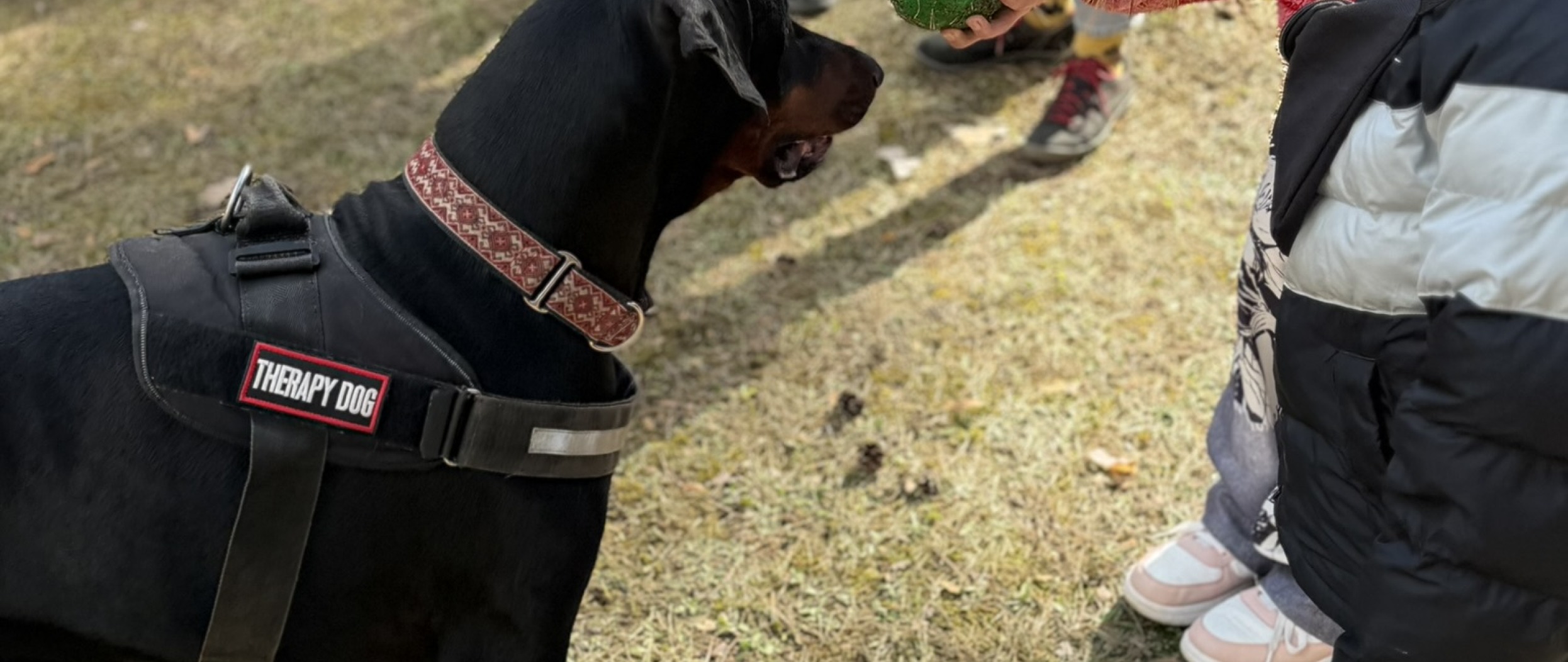 Startavo kaniterapijos užsiėmimai