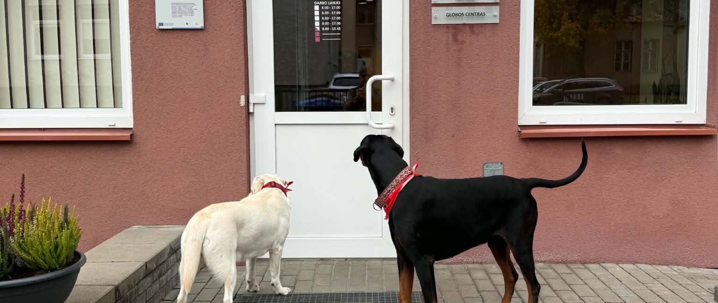 Kaniterapijos užsiėmimai tęsiasi